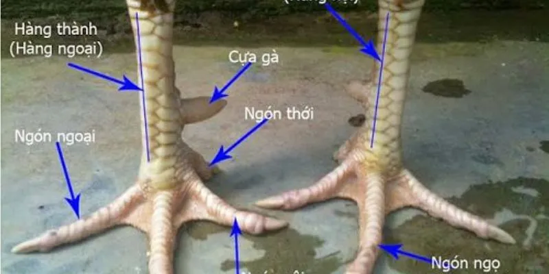 FAQ liên quan về vảy gà đặc biệt