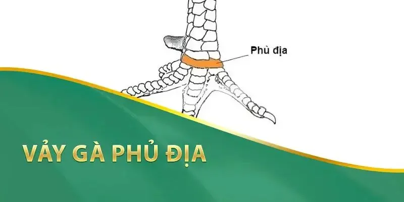 Các loại hình vảy gà phủ địa hiếm có